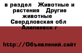  в раздел : Животные и растения » Другие животные . Свердловская обл.,Алапаевск г.